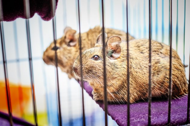 degu climbs out of the cage