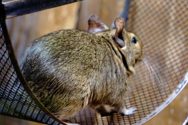 degu running in its wheel