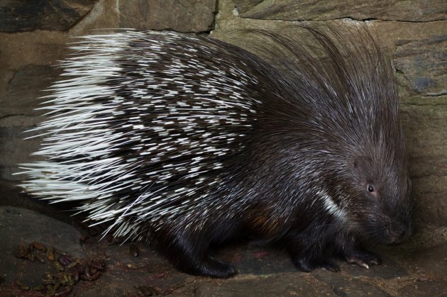 indian crested porcupine (hystrix indica)