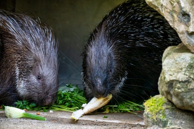 porcupine in a zoo