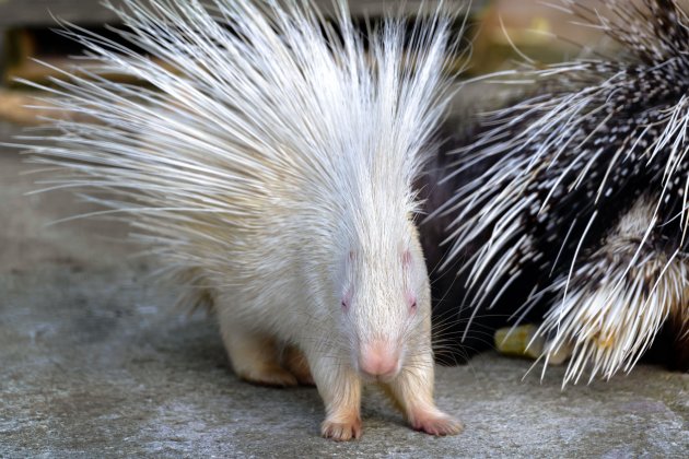 white albino porcupine