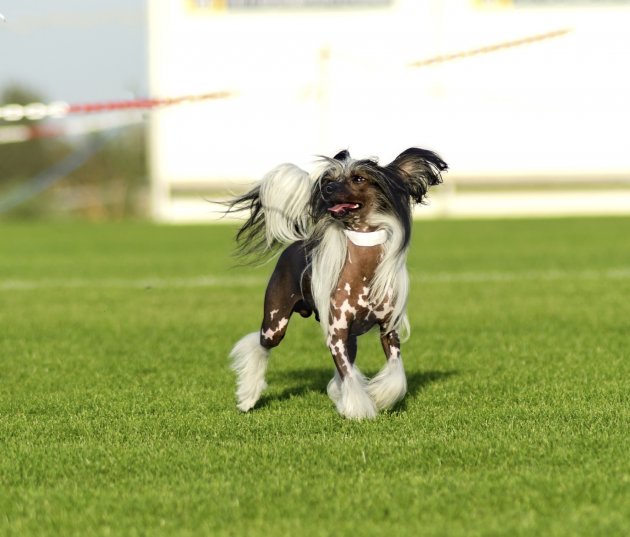 a small hairless chinese crested dog