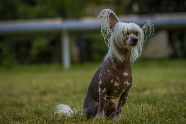 chinese crested dog sitting on green grass