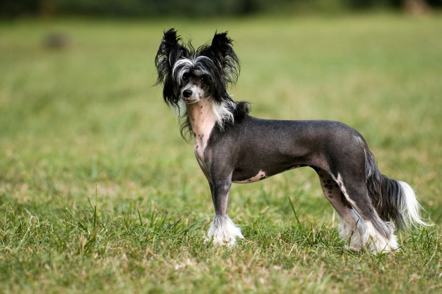 chinese crested dog