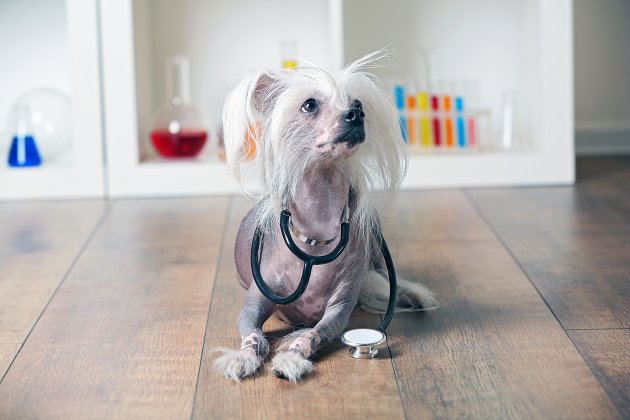 hairless chinese crested dog