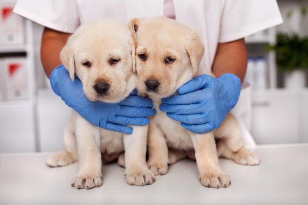 labrador puppies dogs at the veterinary