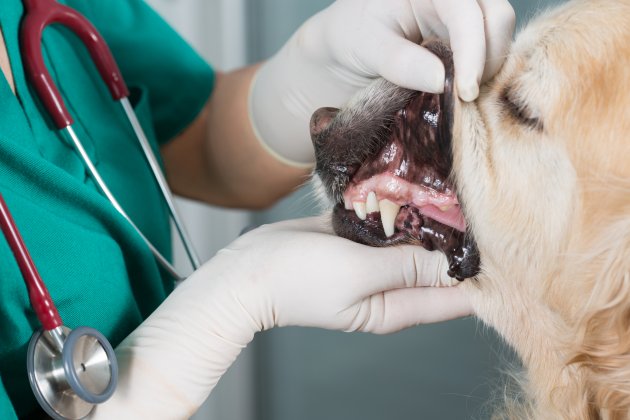 sick dog demonstrating his teeth