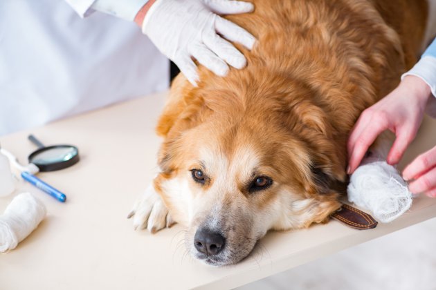 vet doctor checking up golden retriever dog