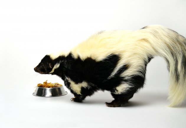 a pet skunk