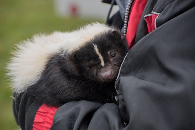 47 Best Images Can You Keep A Skunk As A Pet - Florida Skunk Rescue New Skunk Owner Information