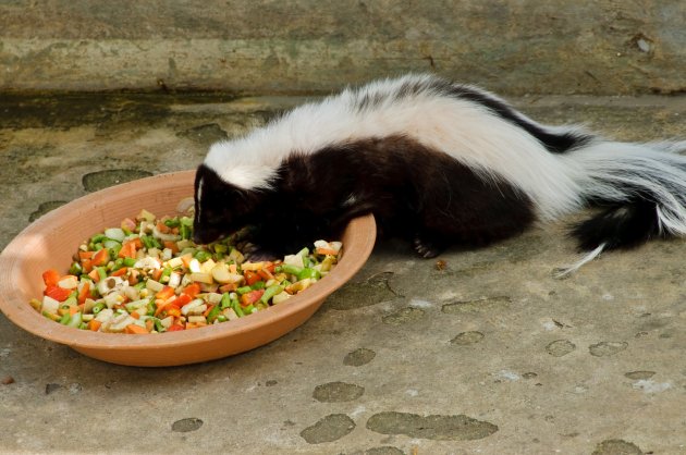 striped skunk mephitis mephitis