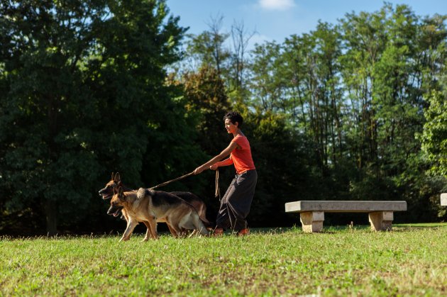 woman walking with german shepherds