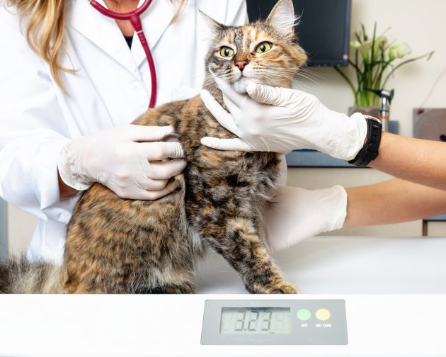 veterinarian holding and weighing cat on scale