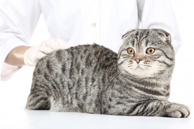 veterinarian with beautiful grey cat