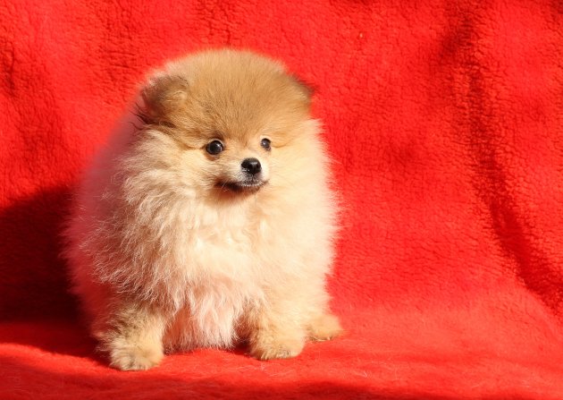 pomeranian dog sitting on a red background