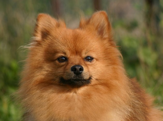 pomeranian dog