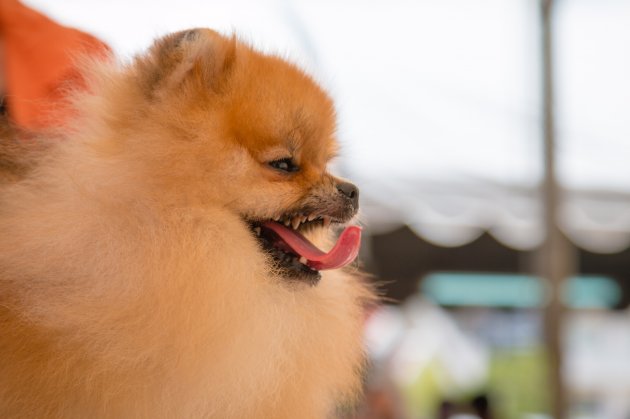 pomeranian spitz smiling