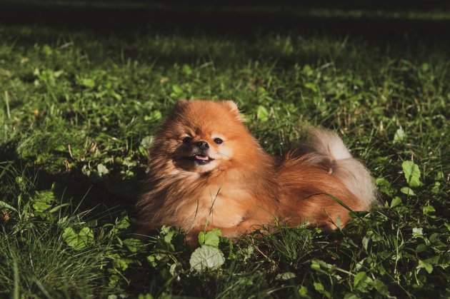 portrait of a brown spitz lying on grass