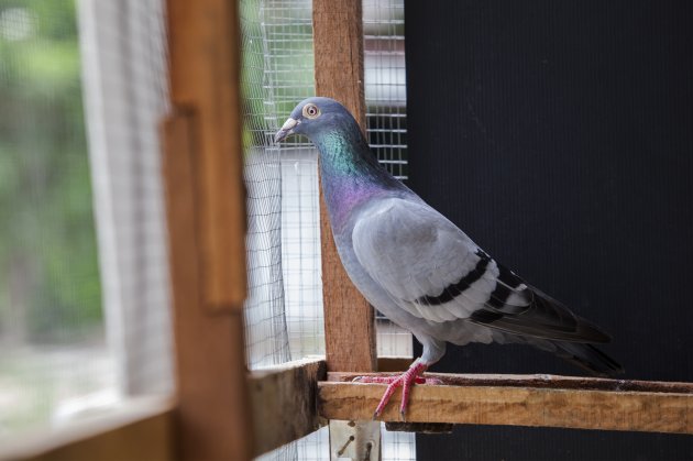 pigeon bird in home cage