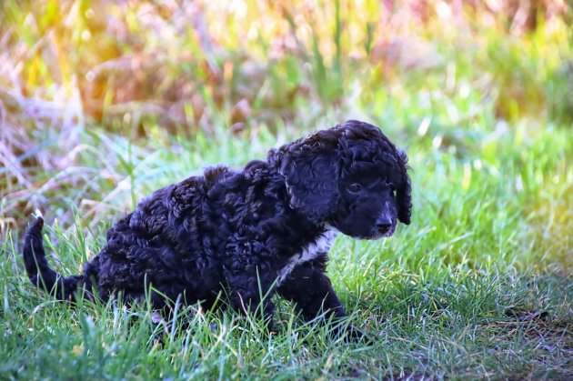 cockapoo puppy playing in the grass
