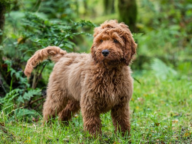 young red cockapoo puppy