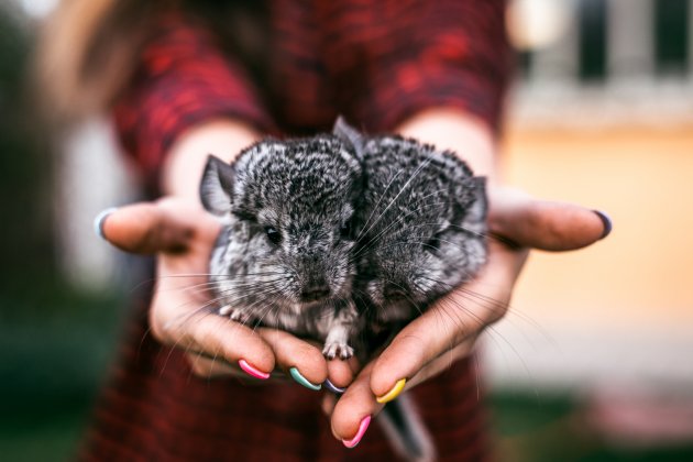 chinchilla baby kids sitting on your hands
