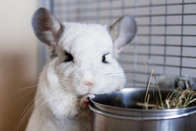 cute chinchilla of white color