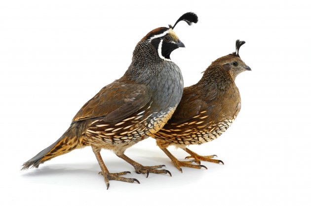 two california quail