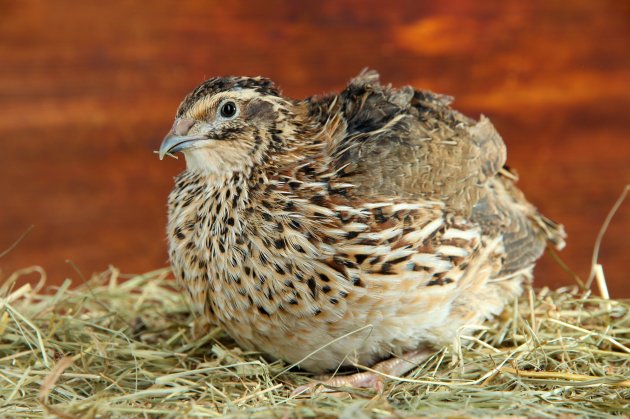 young quail on straw