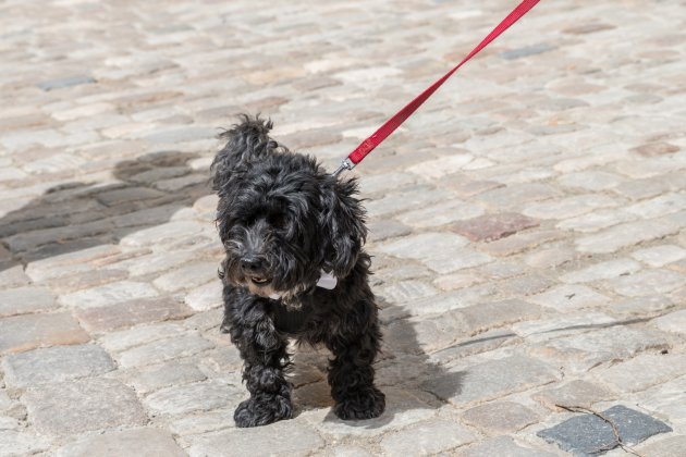 a small black schnoodle