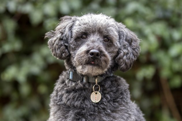 close up of cute schnoodle looking at camera