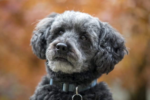 small teddy bear schnoodle