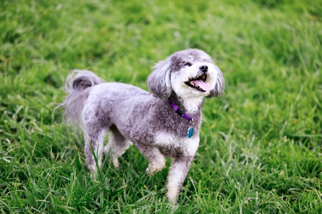 schnoodle playing in a park