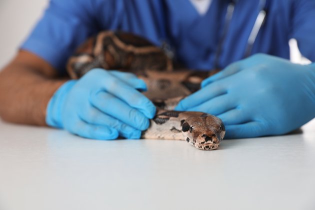 ball python at vet clinic