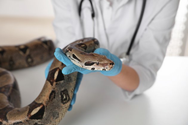 veterinarian examining python in clinic
