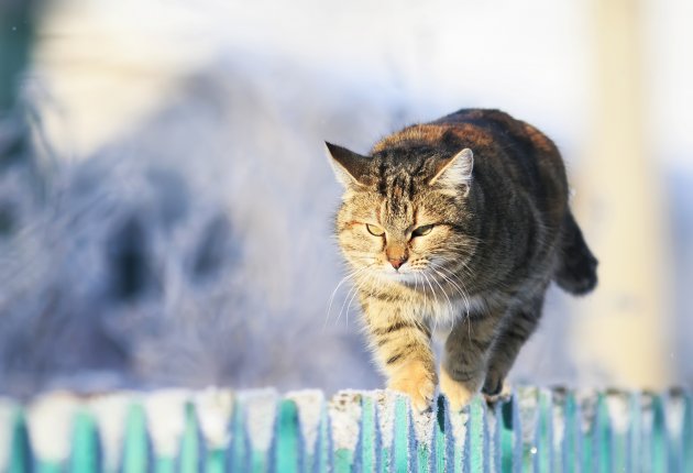 cat in winter village garden