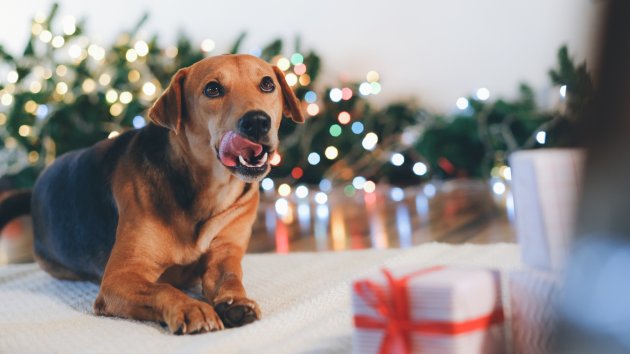 christmas dog