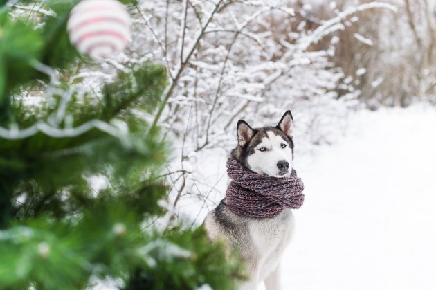 dog sitting outdoors in snowy forest near christmas tree