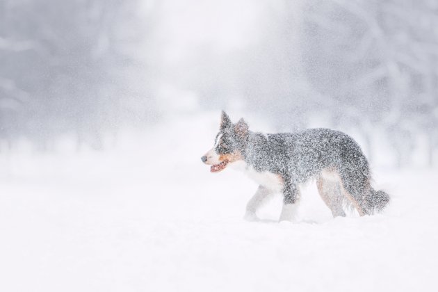 red border collie dog jumping fun on a winter