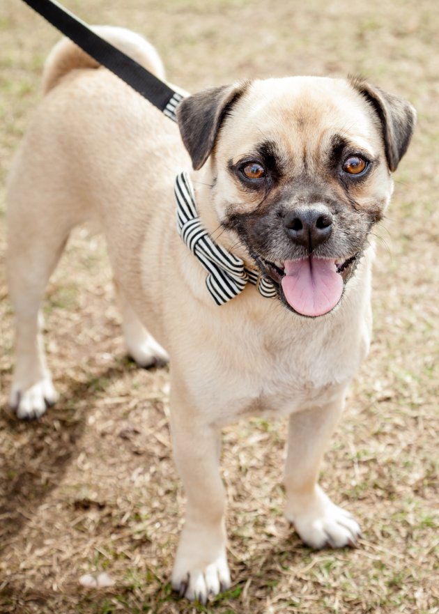 puggle dog mix