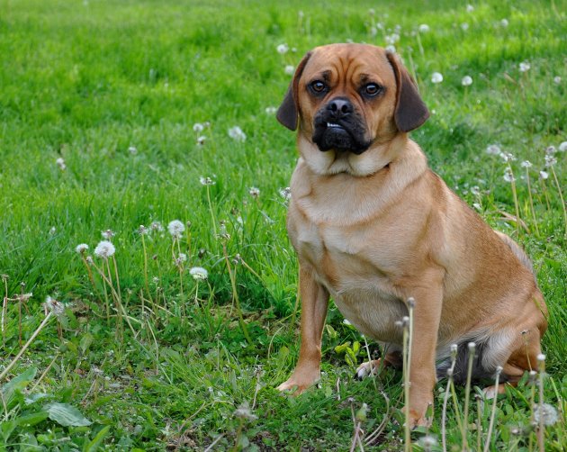 puggle dog smiling