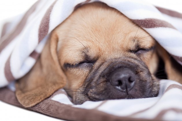 puggle puppy