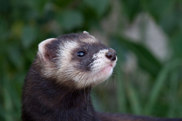 polecat coloured ferret