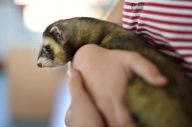 the ferret (mustela putorius furo)