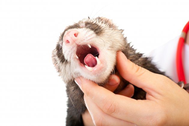 veterinarian examines a patient ferret