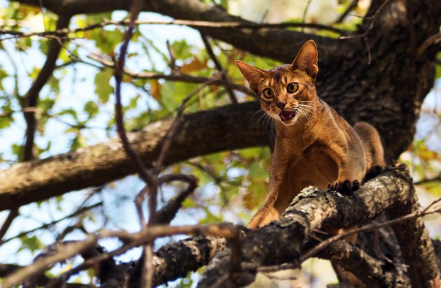 scared cat outdoors on tree