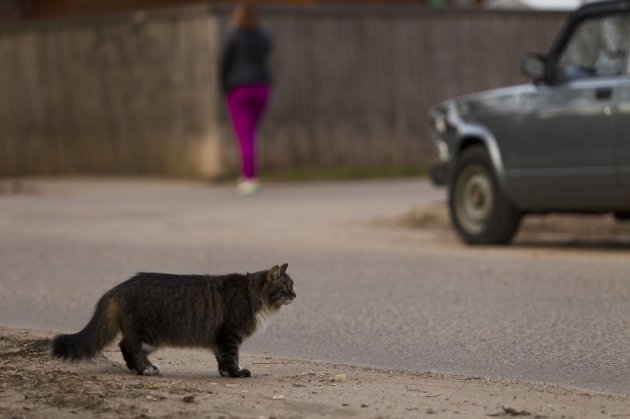the cat is walking on the street