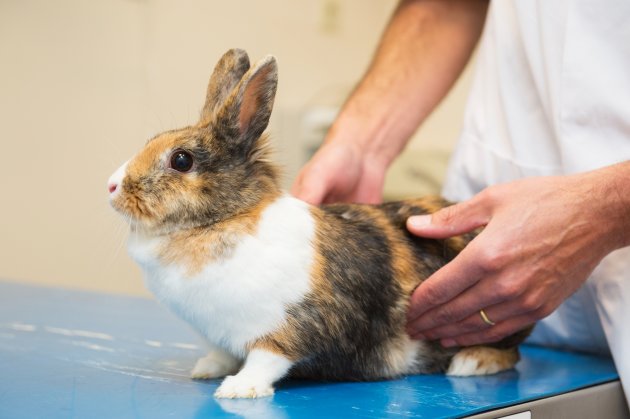 rabbit at the veterinarian