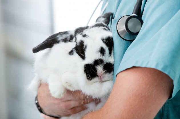 veterinarian doctor carrying a rabbit