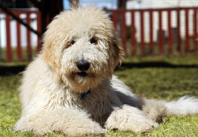 goldendoodle in the grass